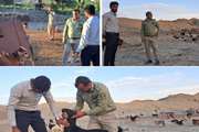 مراقبت بیماری های دامی در مناطق هم مرز حیات وحش شهرستان بشاگرد در گشت مشترک دامپزشکی با محیط زیست این شهرستان صورت پذیرفت 